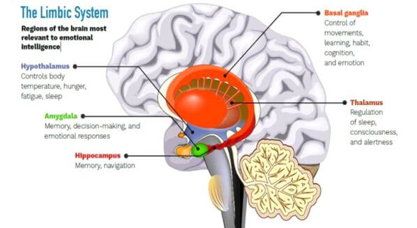 The limbic system and its components support the interaction of emotional intelligence and the brain