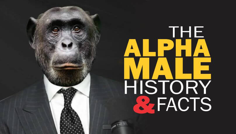 Alpha Chimp in a suit to depict the transition of the alpha male concept.