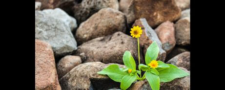 An inspiration from a plant sprouting from the rocks, depicting how to identify your strengths for personal growth