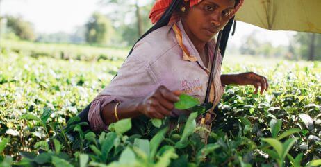 A woman helping out in the farm