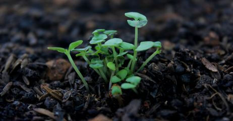 Sprouting crops depicting growth mindset