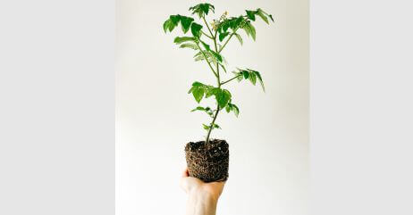 A woman with a healthy plant in her hands depicting personal improvement and growth