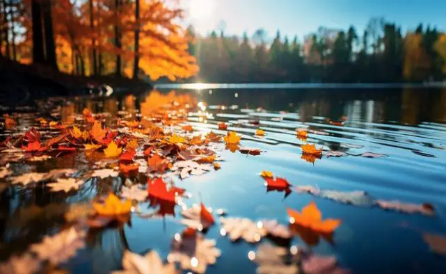 An autumn waterscape with fallen floating leaves