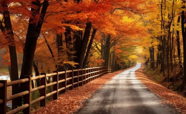 The woods in fall season with an unending pathway